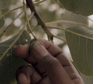 A hand gently touches a small green fruit on a tree branch amid large, green leaves. The atmosphere is calm and natural, conveying a sense of tranquility.