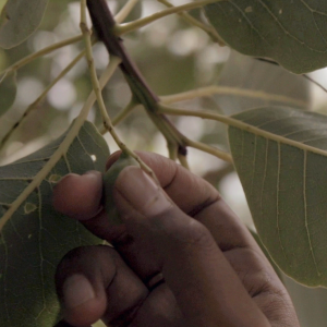 A hand gently touches a small green fruit on a tree branch amid large, green leaves. The atmosphere is calm and natural, conveying a sense of tranquility.