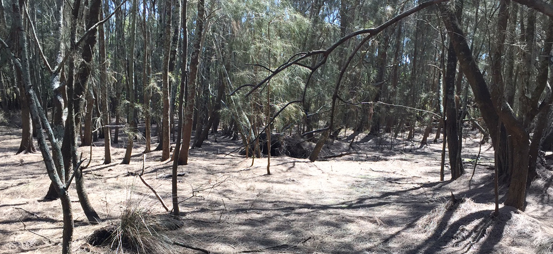 Dense forest scene with tall, slender trees casting intricate shadows on the forest floor, covered in dry leaves and pine needles. Sunlight filters through the canopy.