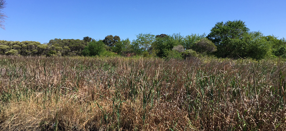 Brushland scene with tall, dry grasses in the foreground and dense, green shrubs and trees in the background under a clear blue sky.