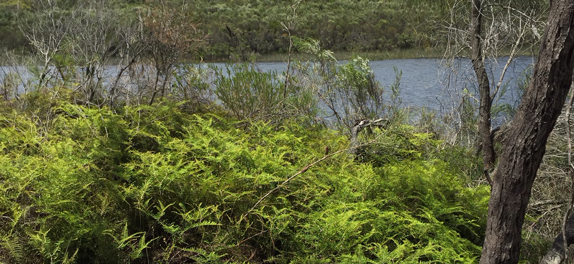 Dense green ferns and bushes in the foreground, with leafless branches scattered throughout. A serene river flows in the background under a cloudy sky.