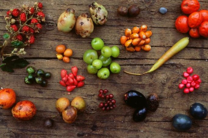 A variety of colorful fruits displayed on a rustic wooden surface. Includes clusters of red, green, orange, and black berries, creating a vibrant, natural feel.